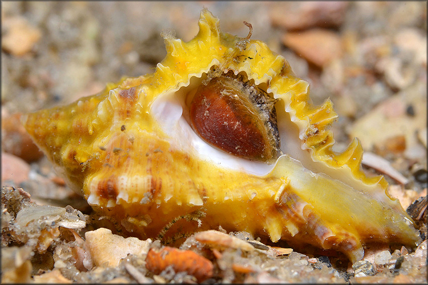 Hexaplex Fulvescens G B Sowerby II 1834 Giant Eastern Murex Juvenile